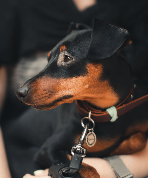 Chien portant un collier avec une médaille gravée personnalisée