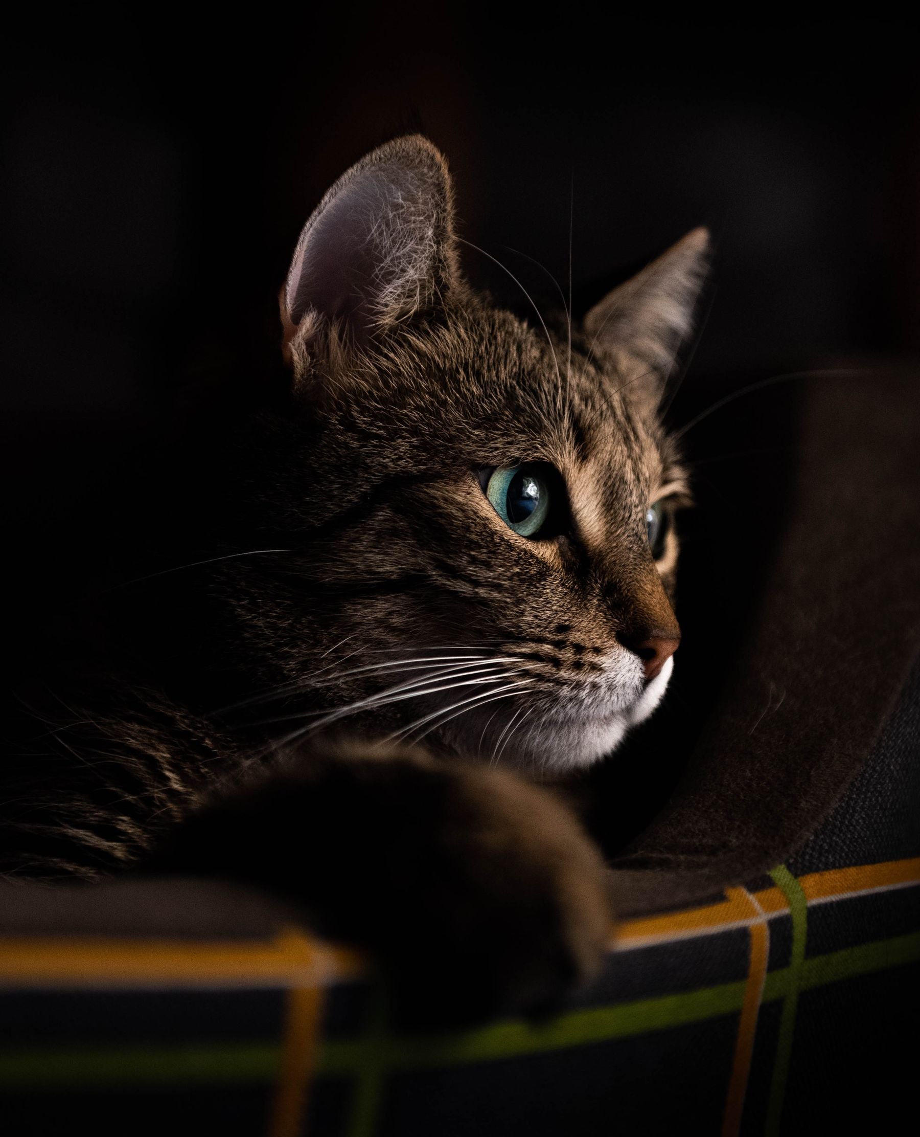 Portrait d'un chat, souvenir conservé dans un pendentif porte-cendres