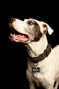 Chien portant une médaille personnalisable gravée à son nom