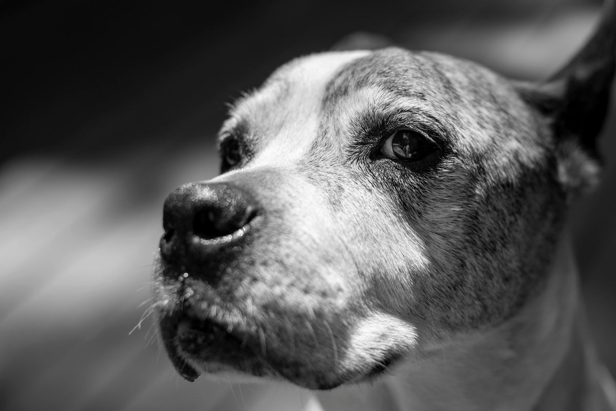 Portrait en noir et blanc d'un chien au regard digne et élégant