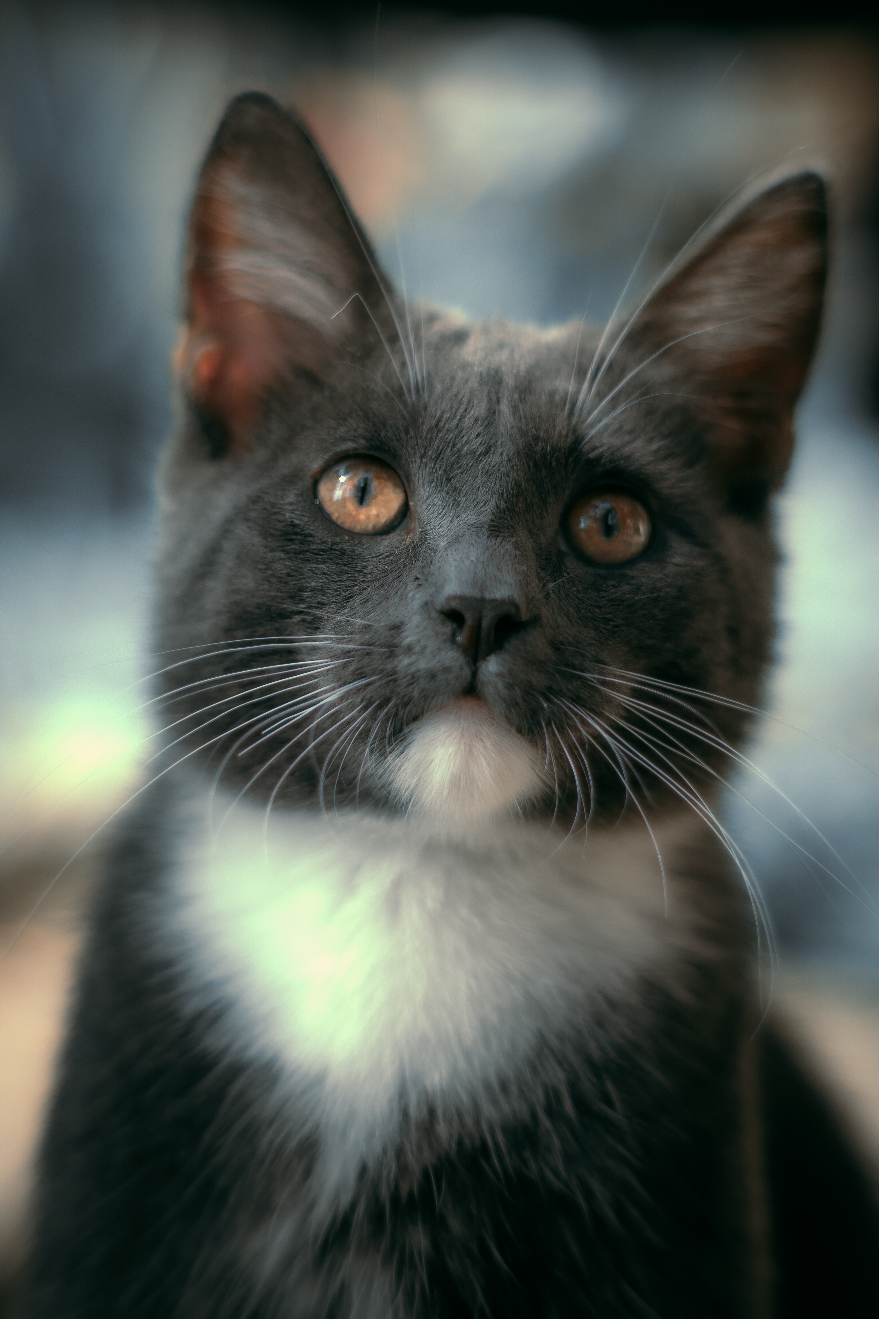 Portrait d'un chat en noir et blanc, regard digne