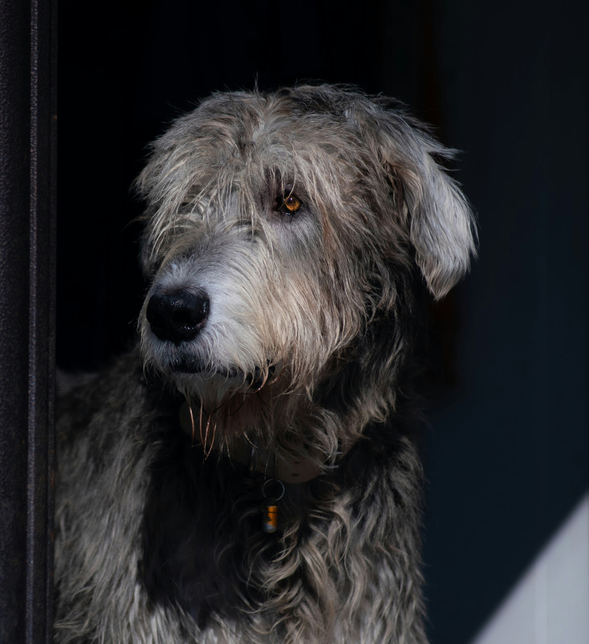 Portrait d'un chien regardant par la fenêtre, lumière douce et contemplative